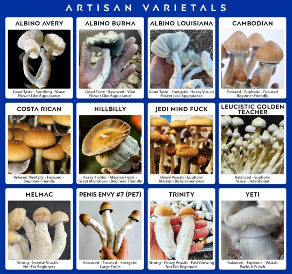 Early Stage Live Mushrooms- Artisan Mycelium Liquid Culture Isolation