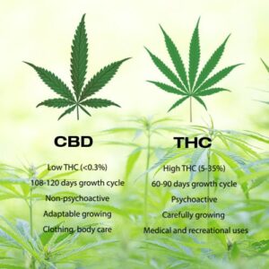 CBD VS THC