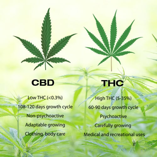 CBD VS THC